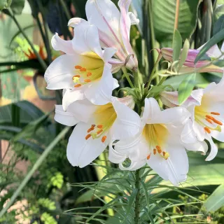 A cluster of white trumpet lilies with yellow throats and orange stamens, pink-flushed buds above them.