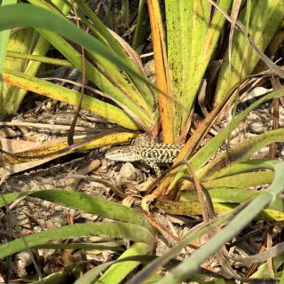 A small speckled lizard basking on dry leaf litter between spiky green and yellow leaves.