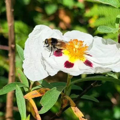 A bee-fly resting on a white cistus flower with crimson blotches and a yellow centre.