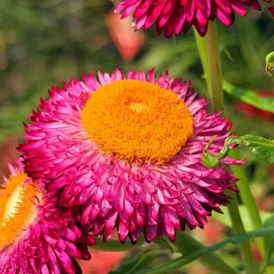 Magenta strawflowers with bright orange centres, papery petals catching the sun.
