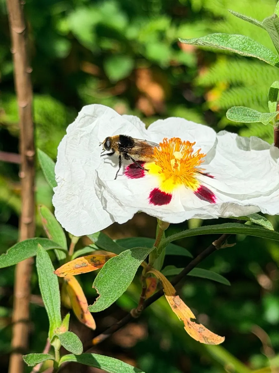 A bee-fly resting on a white cistus flower with crimson blotches and a yellow centre.