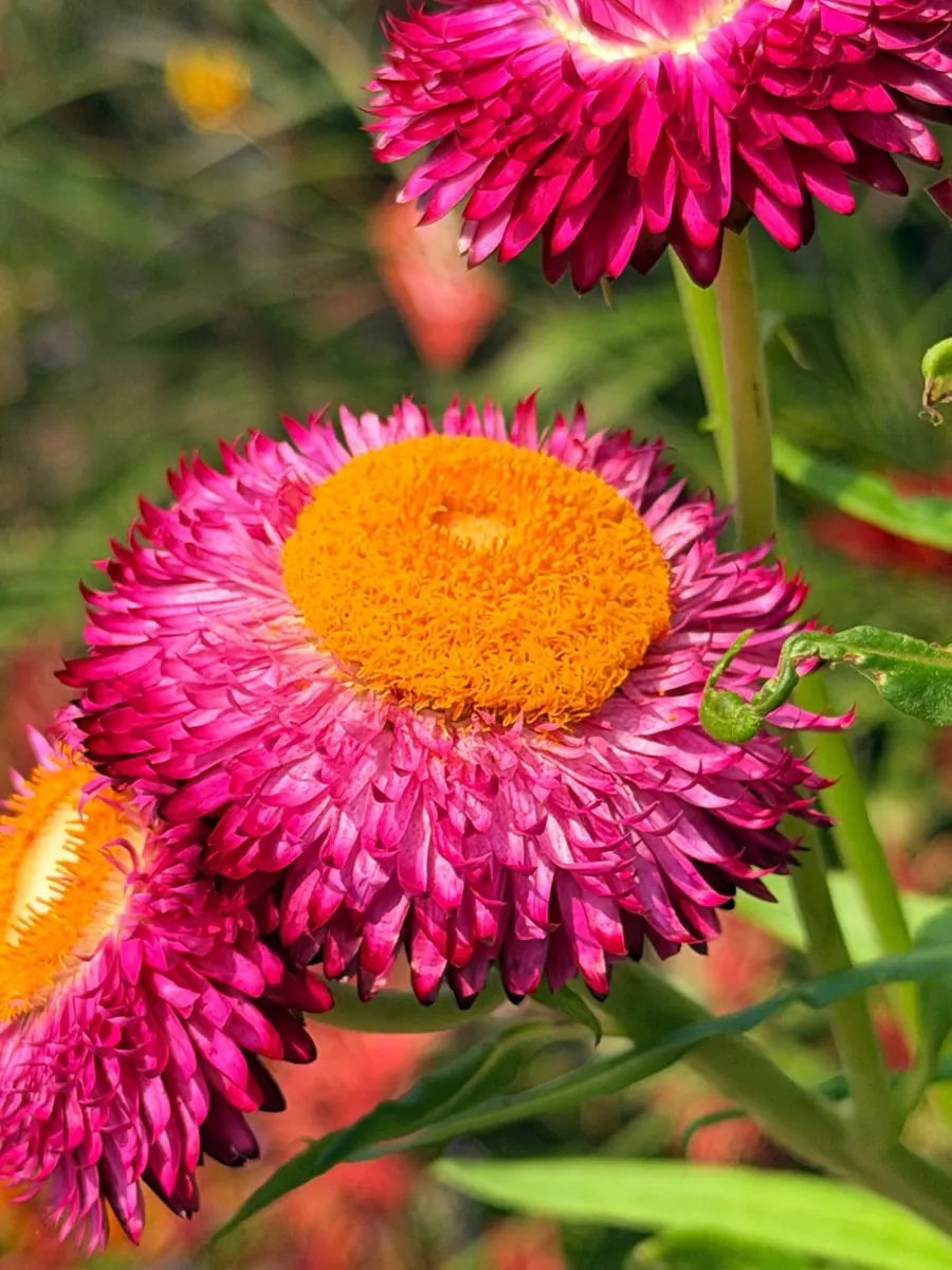 Magenta strawflowers with bright orange centres, papery petals catching the sun.